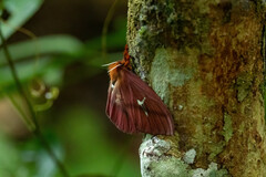 Cerodirphia roseamazonica