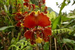 Cyrtochilum serratum