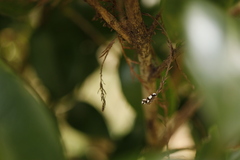 Monopis icterogastra