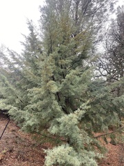 Cupressus arizonica
