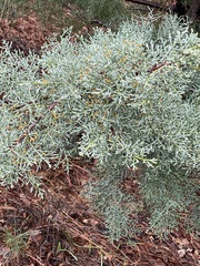 Cupressus arizonica