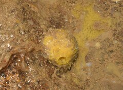 Cinachyrella