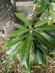 Quercus myrsinifolia