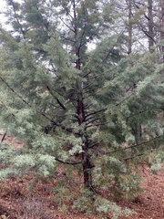 Cupressus arizonica