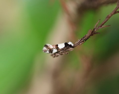 Monopis icterogastra