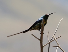 Nectarinia famosa famosa