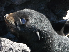 Arctocephalus townsendi