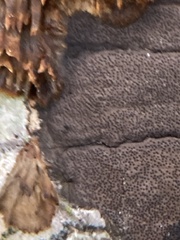 Hypoxylon rubiginosum