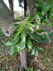 Quercus myrsinifolia
