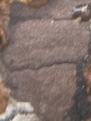 Hypoxylon rubiginosum