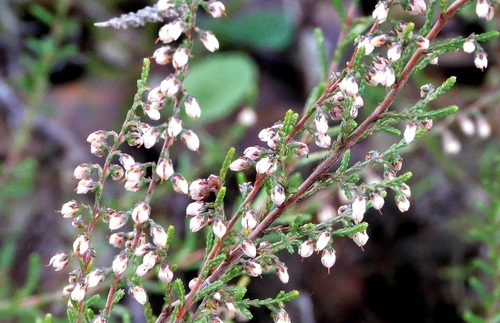 Avistamiento Calluna vulgaris