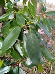 Quercus myrsinifolia