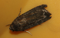 Athetis tenuis