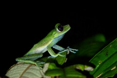 Boana nympha