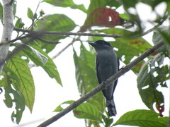 Pachyramphus polychopterus