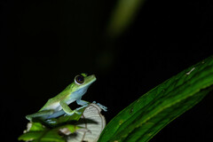 Boana nympha
