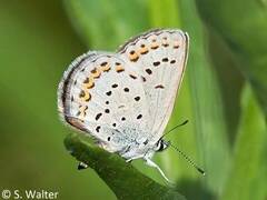 Plebejus idas