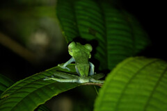 Boana nympha
