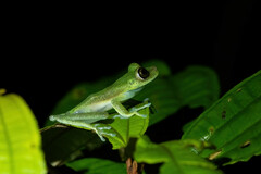 Boana nympha