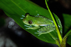 Boana nympha