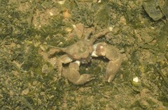 Porcellanidae