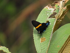 Ancyluris inca