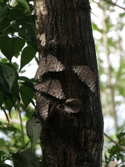 Hamadryas glauconome