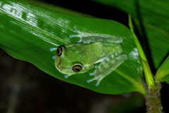Boana nympha