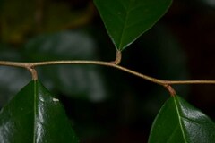 Elaeagnus triflora
