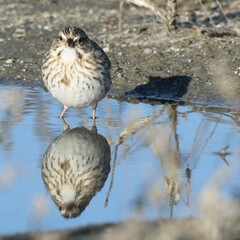 Passerculus sandwichensis princeps