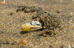 Leptuca leptodactyla