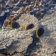 Chaetodon flavirostris