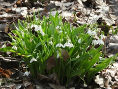 Galanthus elwesii