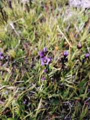 Gentianella magellanica