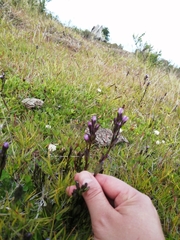 Gentianella magellanica