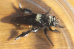 Mallophora ruficauda