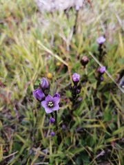 Gentianella magellanica