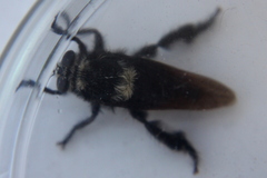 Mallophora ruficauda