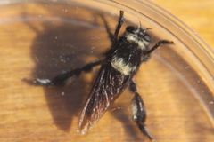 Mallophora ruficauda