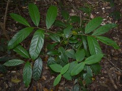 Cryptocarya