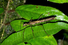 Pseudophasmatoidea