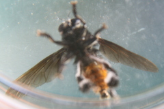 Mallophora ruficauda