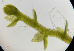 Cephaloziella