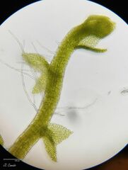 Cephaloziella