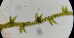 Cephaloziella