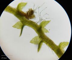 Cephaloziella