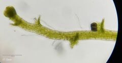 Cephaloziella