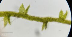 Cephaloziella