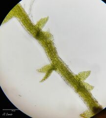 Cephaloziella