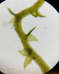 Cephaloziella